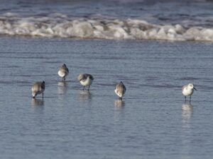 Vacation rentals in North Myrtle Beach SC